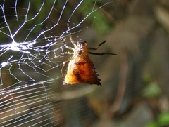 Micrathena triangularis