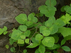 Pseudarthria viscida