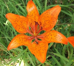 Lilium bulbiferum