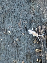 Entomobrya unostrigata