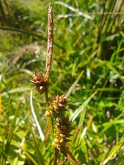 Carex sagei