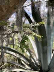 Vachellia macracantha