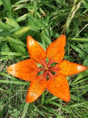 Lilium bulbiferum