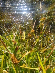 Carex sagei