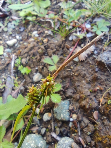 Image of Carex sagei by (c) Santiago Martín-Bravo, some rights reserved (CC BY)