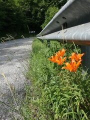 Lilium bulbiferum