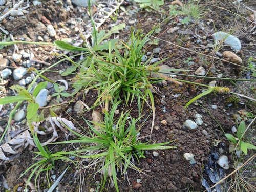 Image of Carex sagei by (c) Santiago Martín-Bravo, some rights reserved (CC BY)