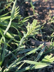 Sclerochloa dura