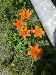 Lilium bulbiferum