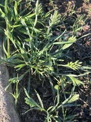 Sclerochloa dura