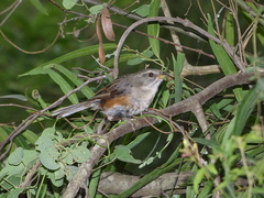 Microspingus cabanisi