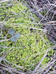 Tortella squarrosa