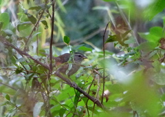 Microspingus cabanisi