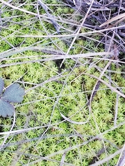 Tortella squarrosa