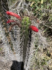 Borzicactus sepium