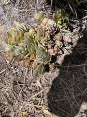 Kalanchoe laxiflora