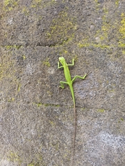 Bronchocela jubata