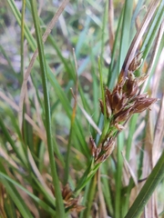 Rhynchospora brownii