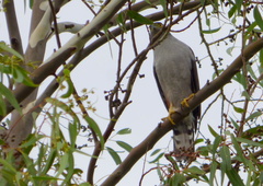 Accipiter bicolor