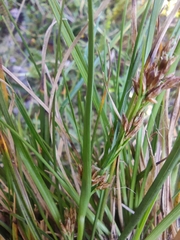 Rhynchospora brownii