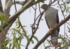 Accipiter bicolor