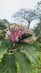 Clerodendrum quadriloculare