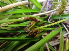 Rhynchospora brownii