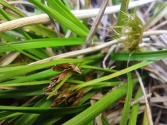 Rhynchospora brownii