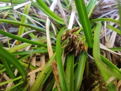 Rhynchospora brownii