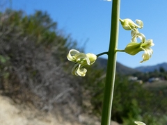 Caulanthus heterophyllus