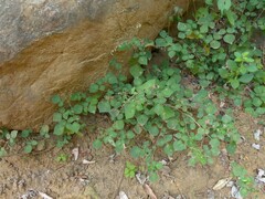 Pseudarthria viscida