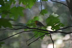 Erithacus rubecula