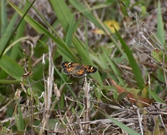 Phyciodes phaon phaon