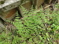 Macrothelypteris torresiana