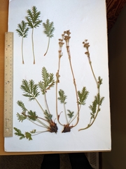 Potentilla litoralis