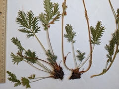 Potentilla litoralis