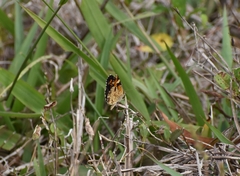 Phyciodes phaon phaon