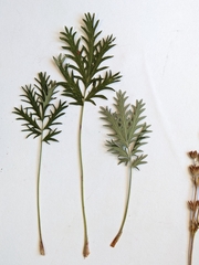 Potentilla litoralis