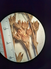 Potentilla litoralis