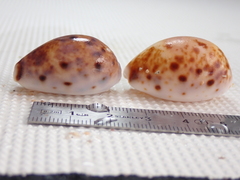 Lyncina lynx
