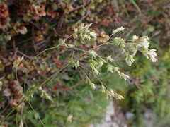 Poa anceps