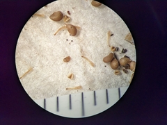 Potentilla litoralis