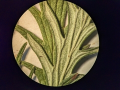 Potentilla litoralis