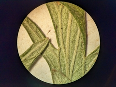 Potentilla litoralis