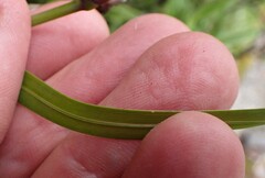 Poa anceps