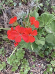 Pelargonium × hybridum