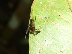 Micrathena triangularis