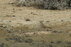 Toxostoma cinereum