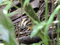 Conopophaga melanops