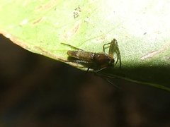Micrathena triangularis